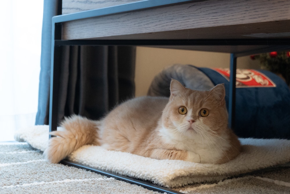 猫を飼われていますが、家探し際に猫の住みやすさについても考えましたか？の装飾画像1個目